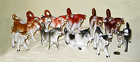 A German herd of cows