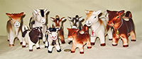 Several japanese short horn cows